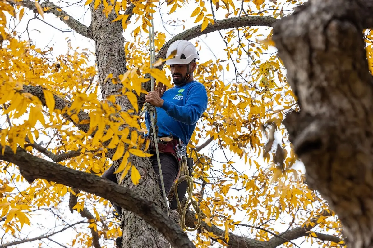 Skilled Tree Planing crew working in Belmont